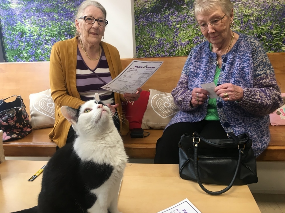 Feline better as trip to Tonbridge Cat CafÂ© helps fight loneliness
